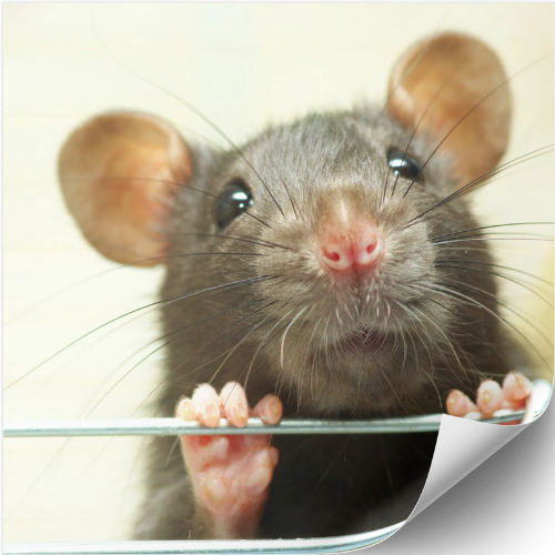 Bruit de Grattage Souris