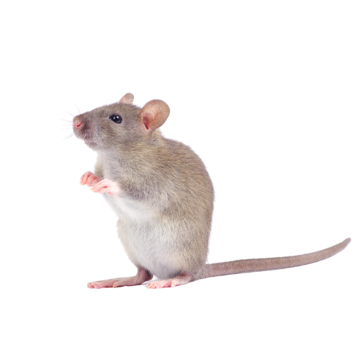 Différence entre rat et souris
