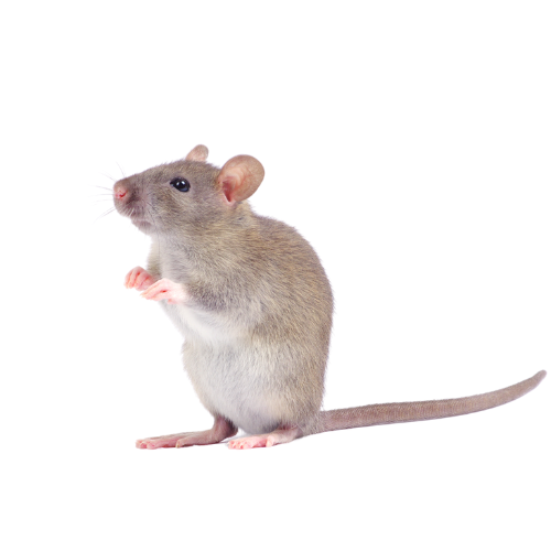 Grattement de rat