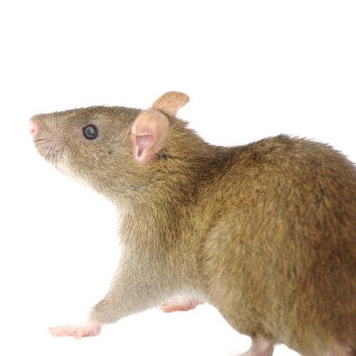 Grattement de rats