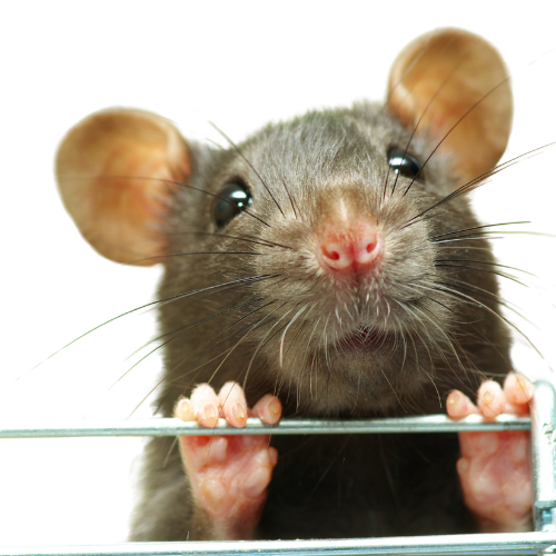 Huile essentielle contre souris