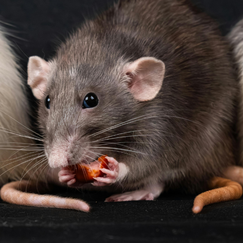 Rat Sauvage