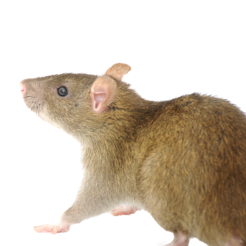 Rat Sauvage