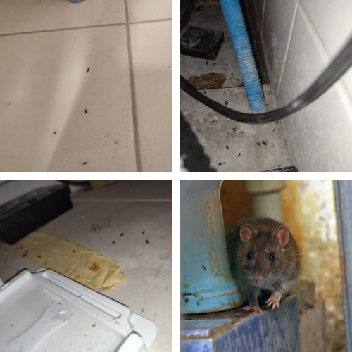 crotte de rat