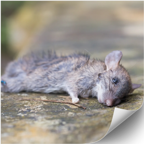 rat-mort