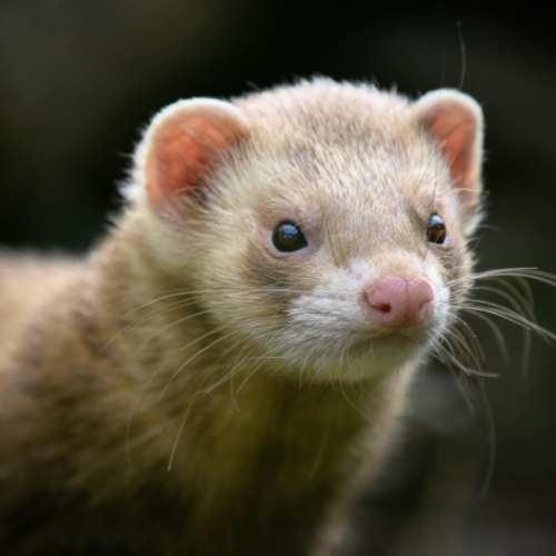 Dératisation Furet
