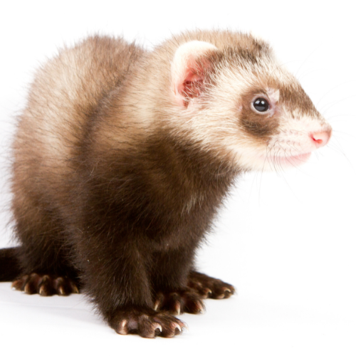 Dératisation Furet